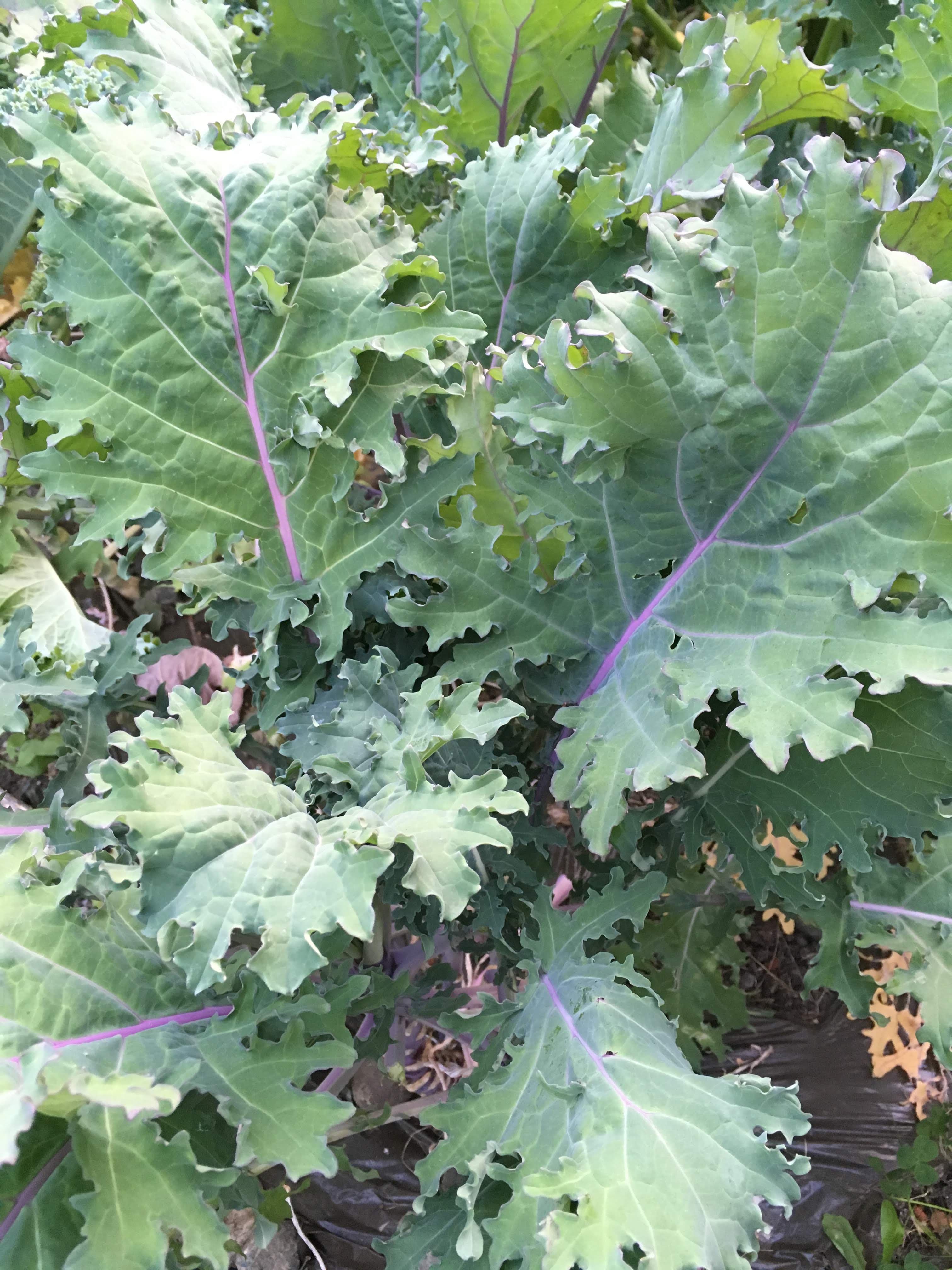 Close-up image of a leaf showing serpentine leafminer damage