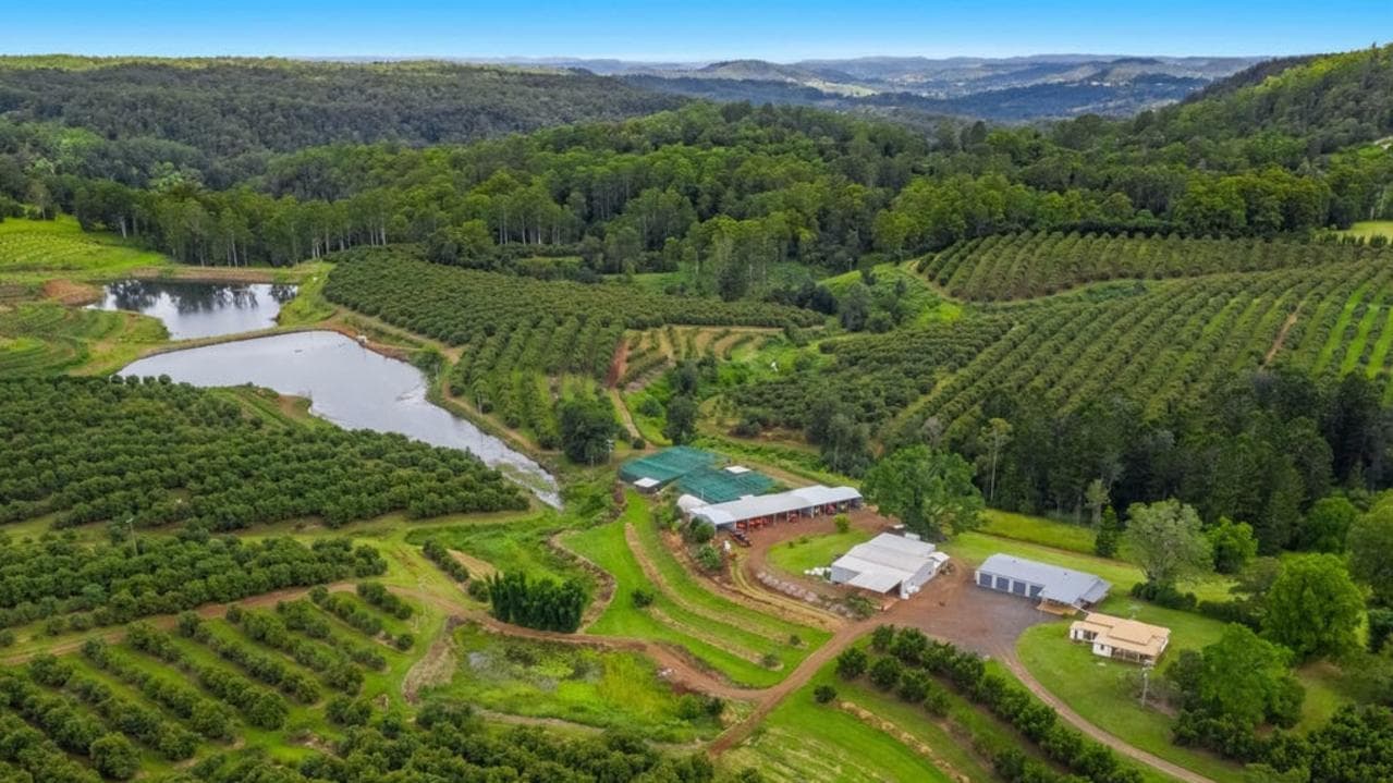 Drone flying above an avocado orchard while cameras capture fruit images