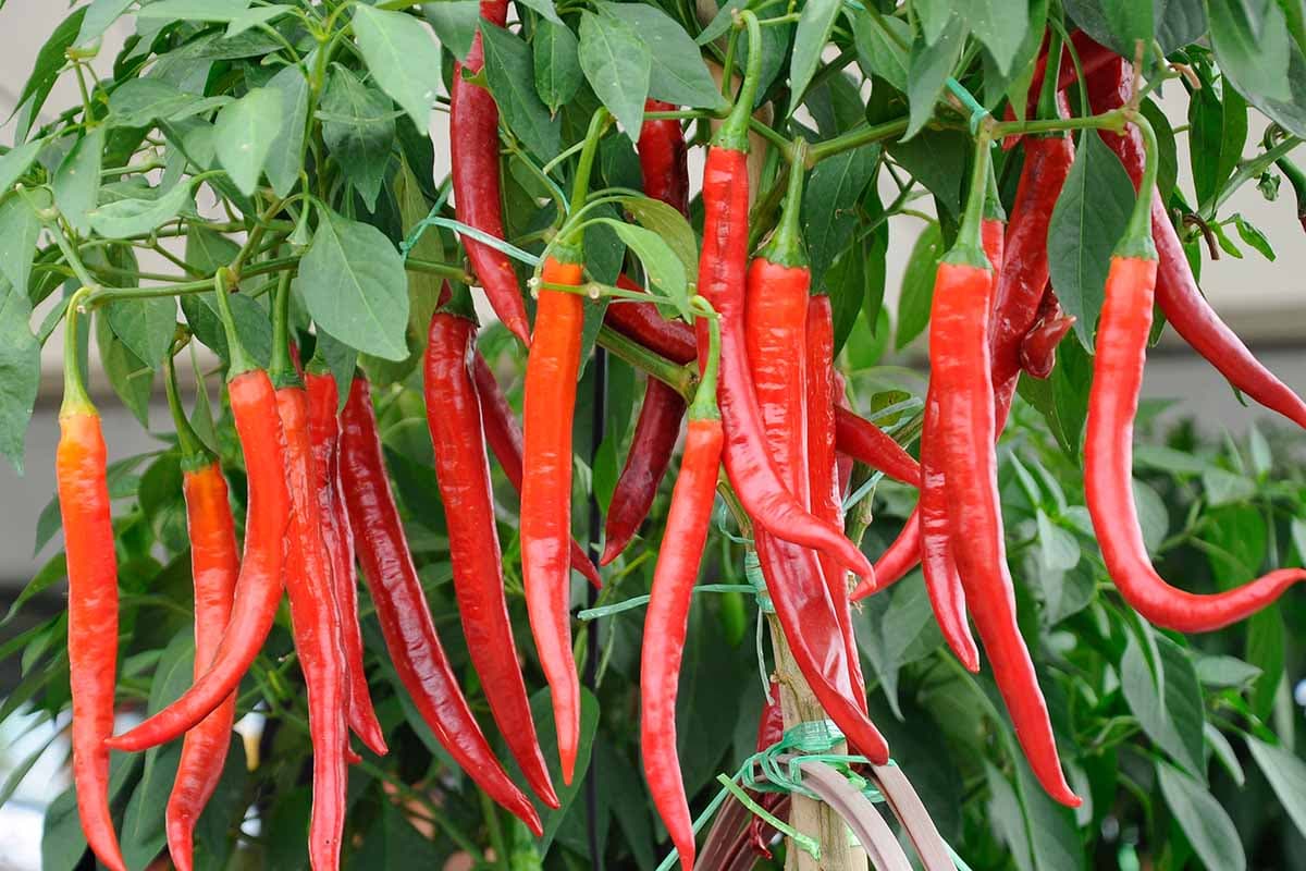 Close view of ripe red hot peppers growing on a pepper plant