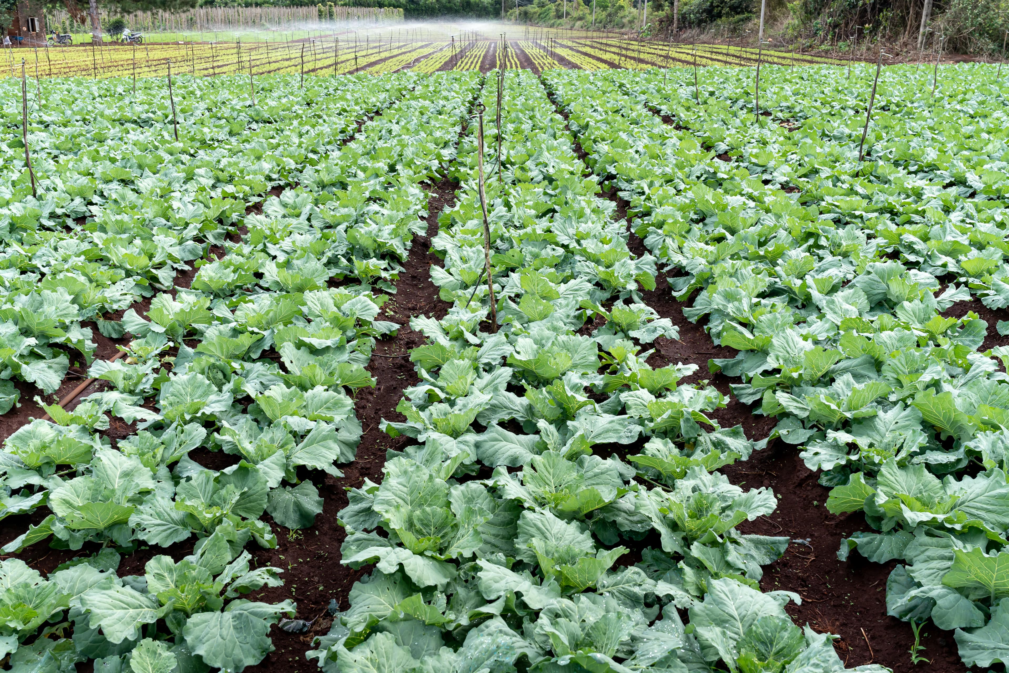 Fresh green lettuce heads arranged in a field or produce setting