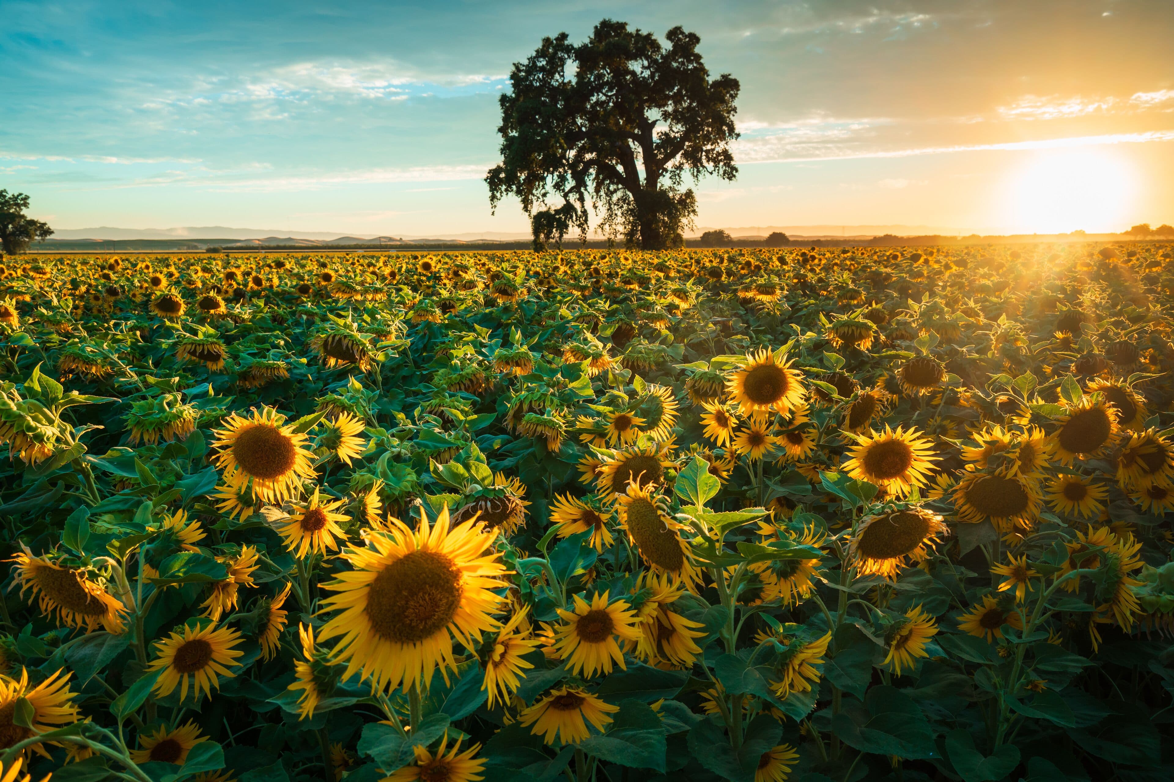 Agricultural landscape associated with California's Central Valley