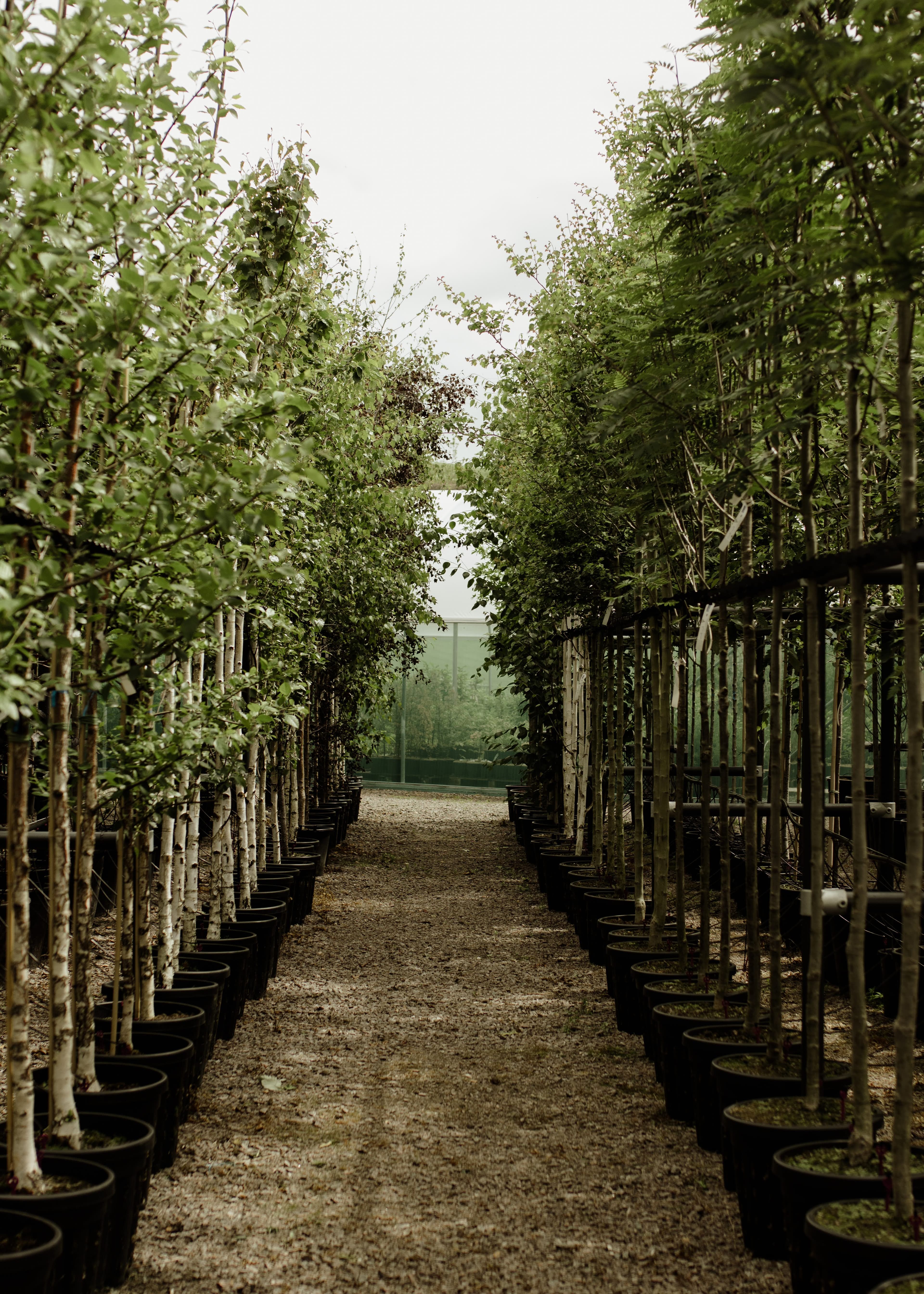 Eucalyptus foliage and young trees in a nursery setting
