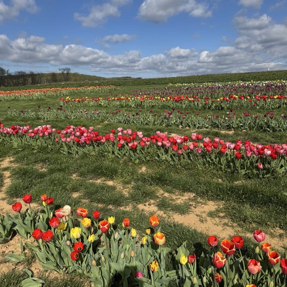 Agricultural scene shown in the supplied hero image