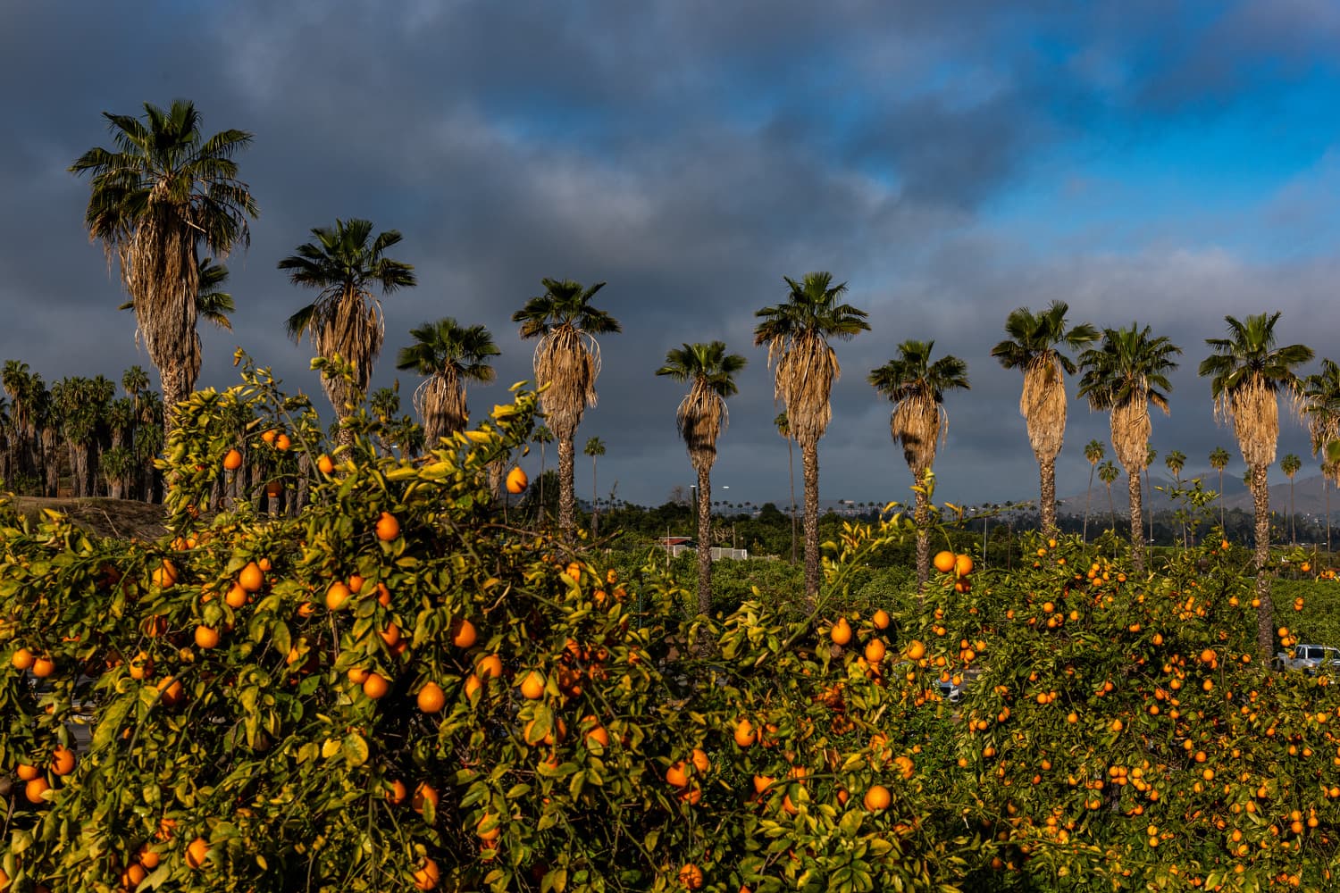 California agricultural landscape shown in the supplied hero image