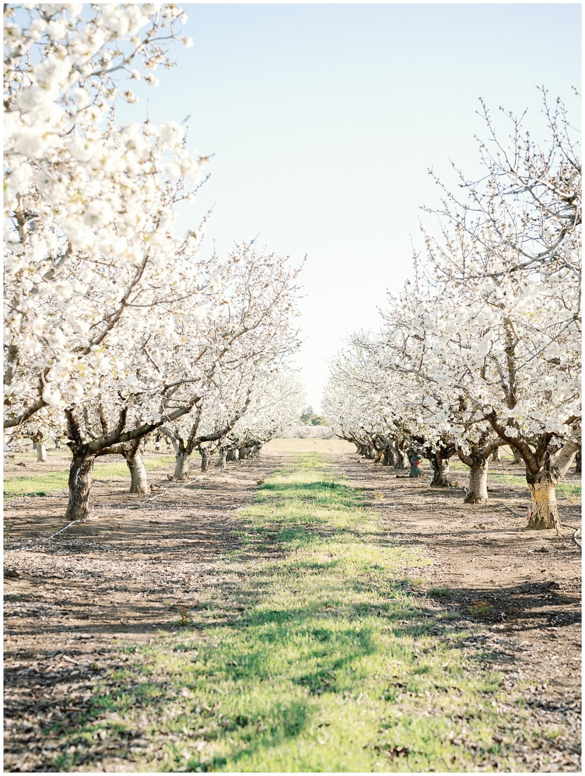 Rows of flowering cherry trees in a California orchard