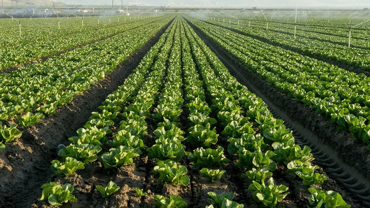 Rows of lettuce being watered in a field near Bakersfield, California