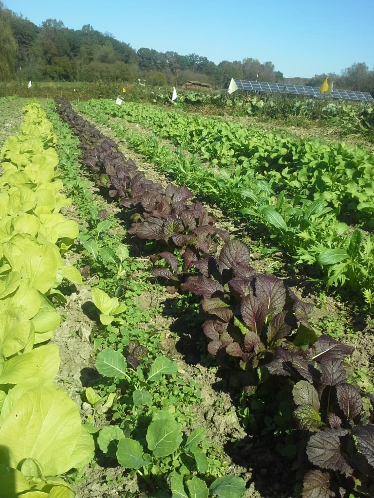 Fresh leafy greens shown in a close-up farm-market image